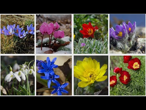 8 самых прекрасных первоцветов Крыма