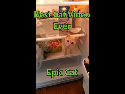 Best Cat Video Ever Epic Cats Cat for Dinner