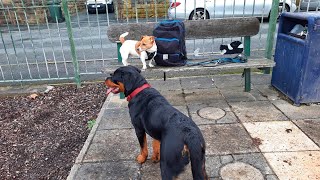 Rottweiler Puppy Meets Jack Russell