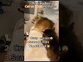 Cats Vs Dogs🐕😼