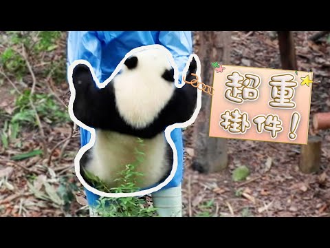 《熊貓早晚安》求同款“熊型掛件” | iPanda熊貓頻道
