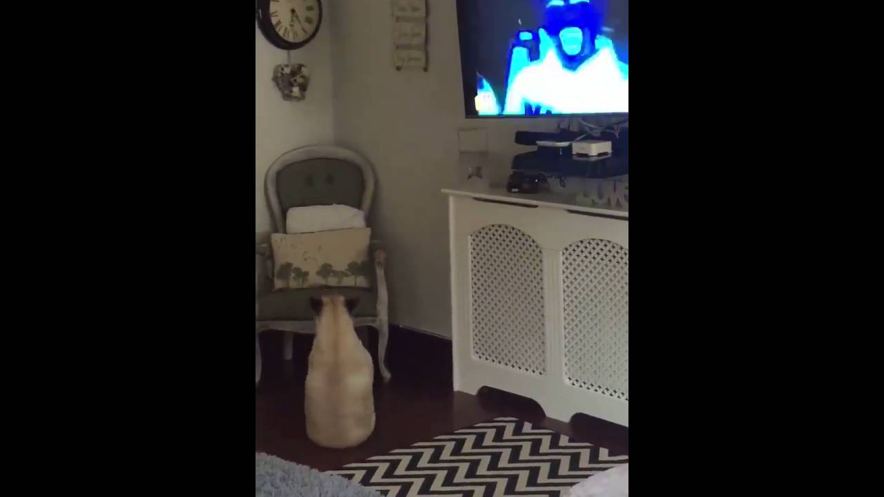 pug dancing to music