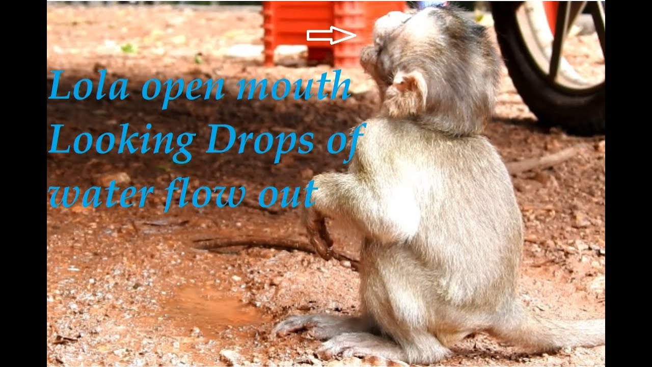 pitiful  & sadness when seen | Lola opened mouth looking drops of water flow out | Lola deep thirsty