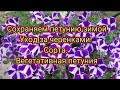 Результат черенкования. Уход за черенками в домашних условиях.Вегетативная петуния.Сорта.