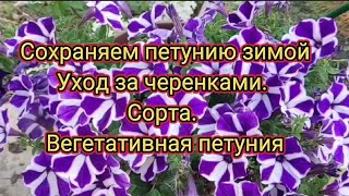 Результат черенкования. Уход за черенками в домашних условиях.Вегетативная петуния.Сорта.