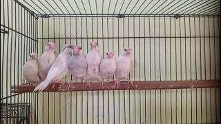 *Opal Java Red Eye Breeder Birds Net Worth