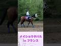 凱旋門賞前のメイショウタバル #horse #競馬 #大予想 #horseracing #競馬予想 #凱旋門賞