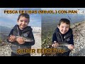 PESCA DE LISAS ( MUJOL ) CON PAN , SUPER EFECTIVO