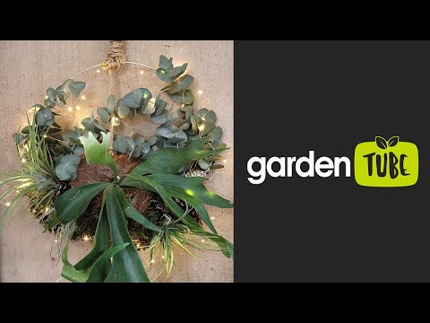 Vídeo: Idéias de guirlanda de plantas aéreas - Como fazer uma guirlanda de plantas aéreas