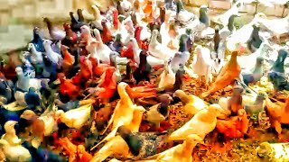 Big Pigeon House At Qatar | fancy Pigeon Farm At Qatar | Amazing Pigeon Farm In Qatar | pigeon Video