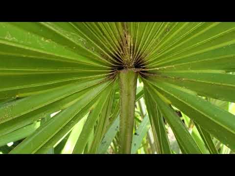 Video: Silver Saw Palmetto Palms – sužinokite apie sidabrinių pjūklų palmettų faktus