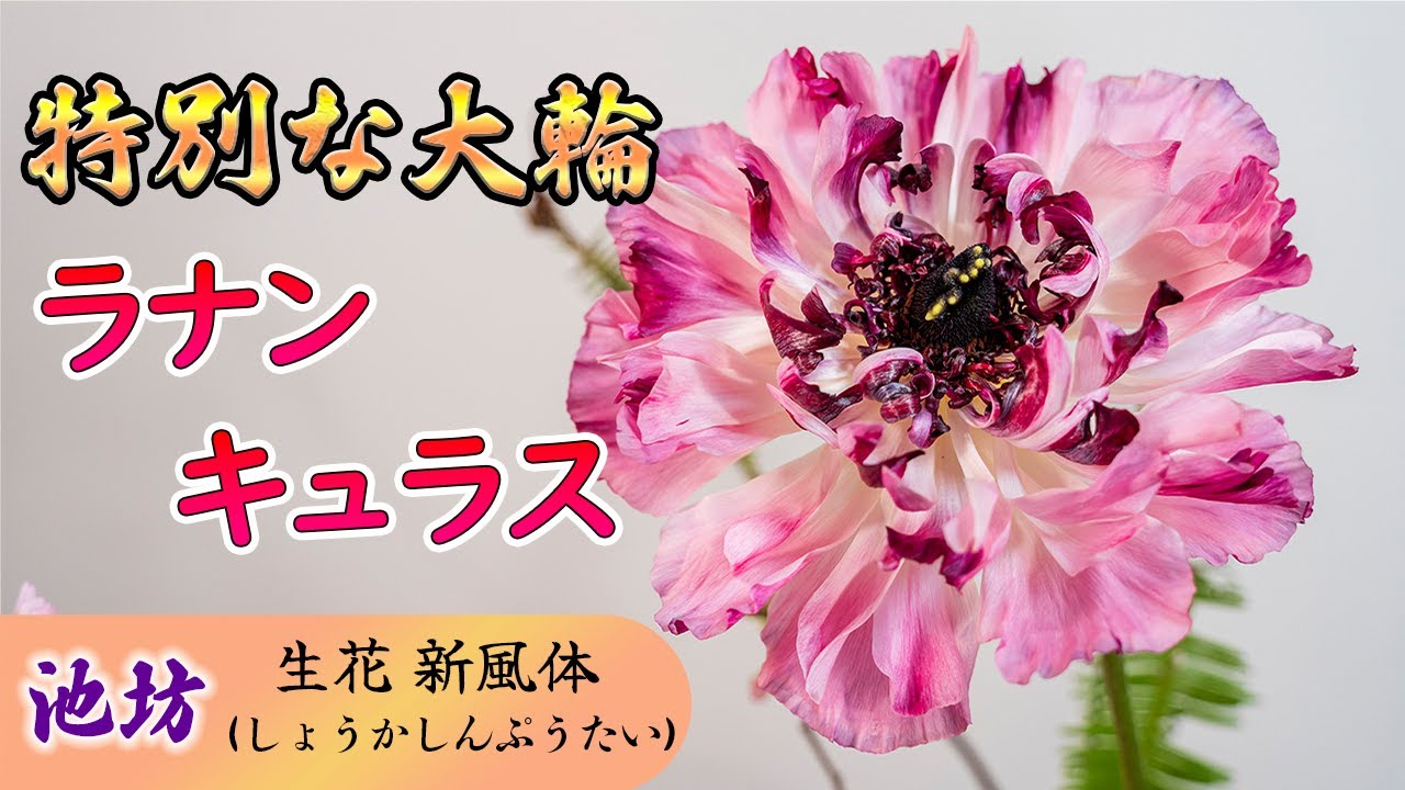 円池　茂　【卓上の花】 An amazingly large ranunculus with a diameter of 18cm │ Ikebana