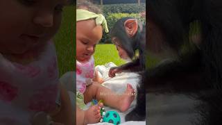 Beautiful #spring day 🌼🌺🌹#friends #baby #cutebaby #chimp #chimpanzee #ape #monkey