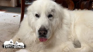 秘密の場所で少しだけクマドリメイクをしてきたルンルンです　Great Pyrenees　グレートピレニーズ