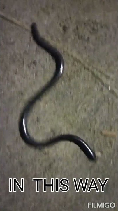 BLIND  SNAKE SHOW BY MBM CHANNEL: