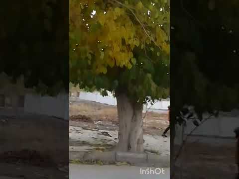 تساقط اوراق الشجرة