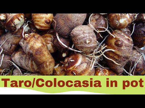 How to grow Colocasia/Taro in pot(Tips with harvesting)