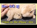 iPhoneで撮影した懐かしい動画 Part 1 ねあ様 編 #061