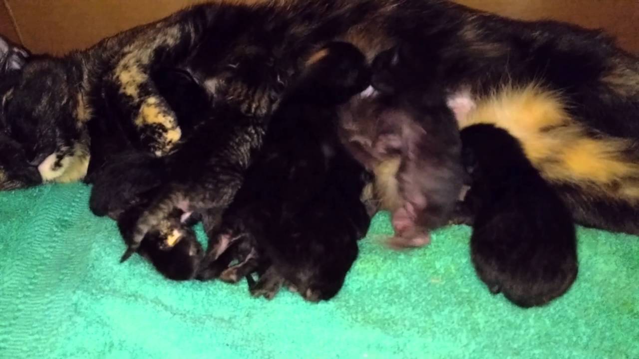 cats inn Tiny fighters