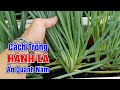 Cách trồng hành lá trong chậu ăn quanh năm