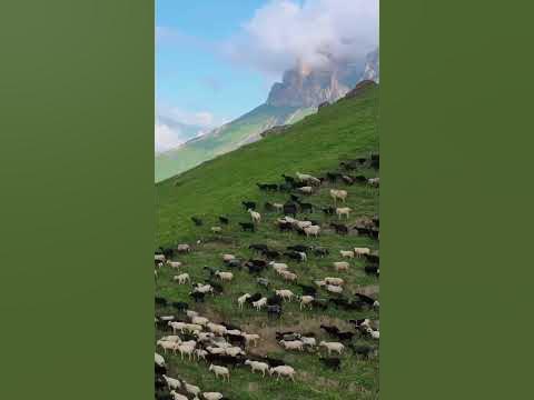 Ылғал кискалардың жақыннан түсірілген фотосуреттері Қызы ұйықтап жатқанда, әкесі онымен жыныстық қатынасқа түскен.