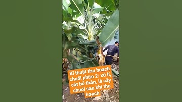 kĩ thuật thu hoạch chuối phần 2: cắt bỏ thân, lá chuối sau khi thu hoạch #shorts #chuối #chuoi