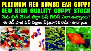 PLATINUM RED DUMBO EAR GUPPY & PLATY FISH BREEDING PAIRS TELUGU