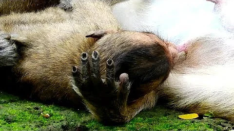 Poor baby Lori lay the head down on arm mom get bi...