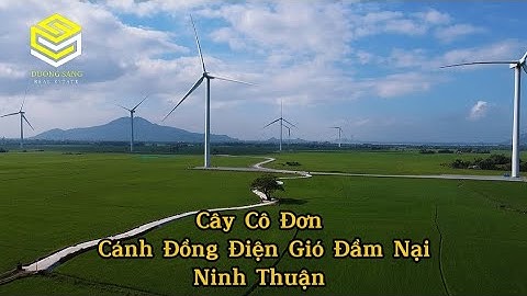 Cây Cô Đơn Cánh Đồng Điện Gió Đầm Nại. Điểm Check-in Hot Trend Khi Đến Với Ninh Thuận. #duongsang