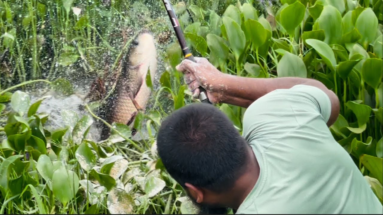 Big size rohu fishes catching with single  (triple) hook 😳| बड़ी मछली का शिकार | #fishing #fish