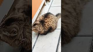 short snap viral  fat cat cute  walking outside door shortbig fat cat  pet shortmeow