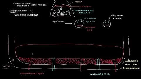 Знакомство с плацентой