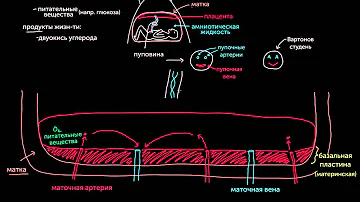 Знакомство с плацентой