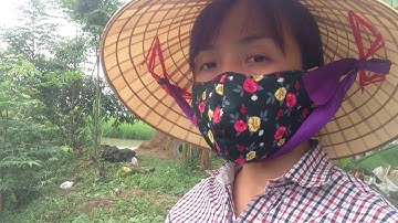 hướng dẫn cách trồng cây bồ công anh bằng  hạt