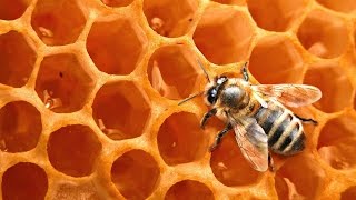 Сибирский мед. Правильные  пчеловоды.