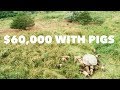 How Polyface Makes $60,000/year on 20 Acres with Pigs