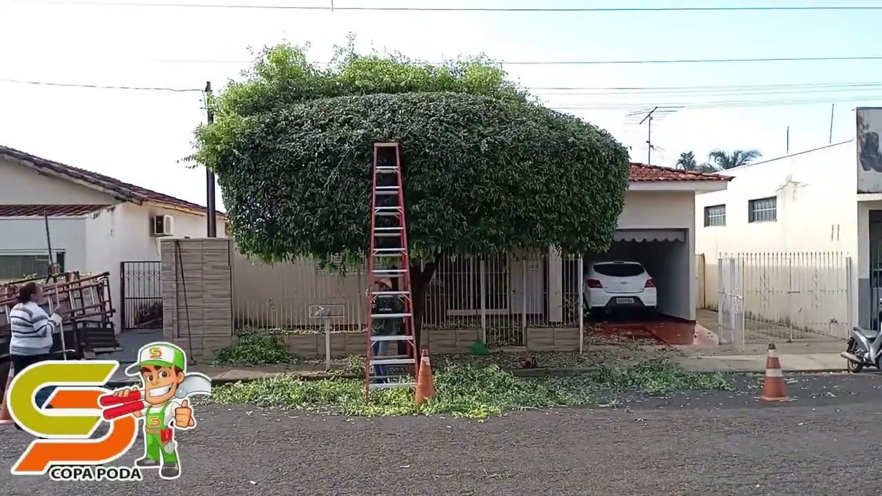 poda de grande árvore 🌳 uma oiti