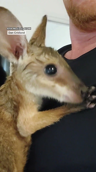 Bayi malang itu sendirian 😢🦘