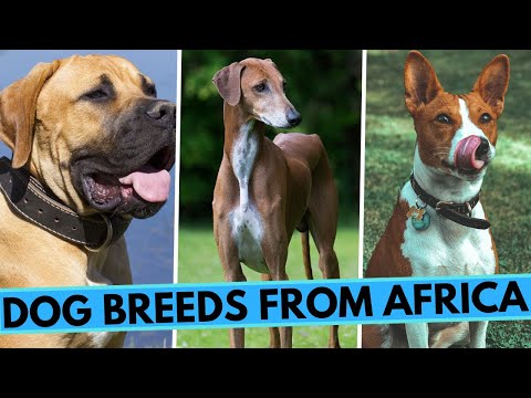 Videó: Erős afrikai kutyanevek egy ródeszéziai ridgeback számára (Ata-tól Zula-ig)