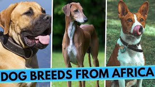 TOP 13 Dog Breeds from Africa  List of African Dog Breeds