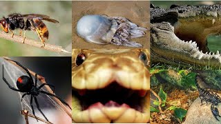 Australia's most dangerous animals (with interactive video comprehension activity)