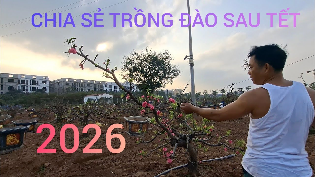 CHIA SẺ TRỒNG ĐÀO SAU TẾT 2026 BÍNH NGỌ TẠI LÀNG PHÚ ĐA 