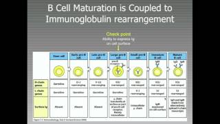 B-Cell Immunodeficiencies - CRASH! Medical Review Series