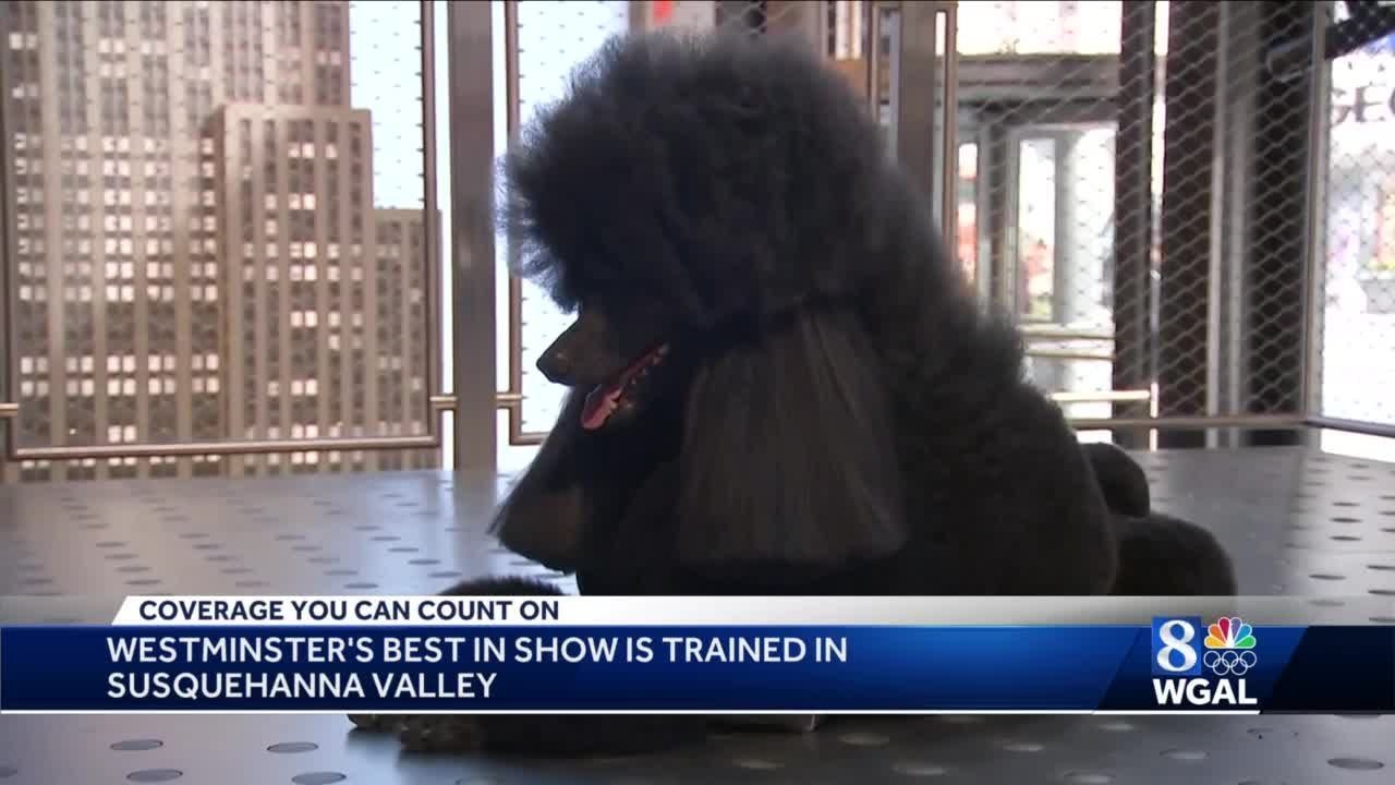 Westminster Kennel Club Dog Show winner, standard poodle named Siba, is ...