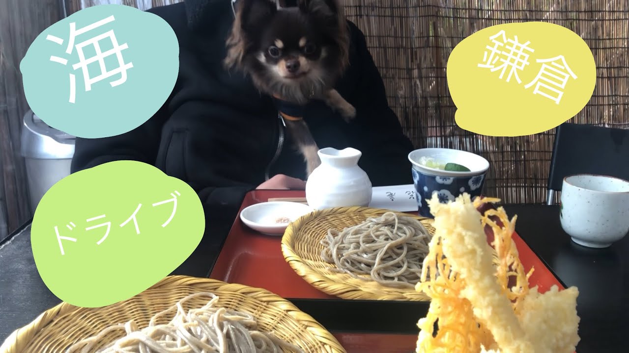 鎌倉ペット可ランチ お蕎麦屋さん 海 YouTube