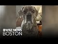 Massachusetts woman fights to save dog's life after bite incident three years ago