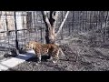 Потягушки леопарда! Тайган A leopard stretches on a tree! Taigan