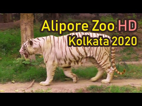 Video: Zoologisk trädgård (Kolkata Zoo) beskrivning och foton - Indien: Kolkata