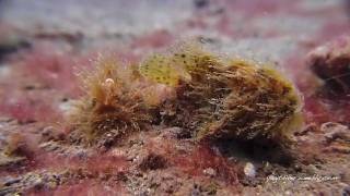 Hairy Frogfish Pursuit