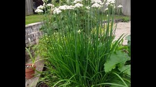 How to grow Chinese Chives or  Garlic Chives